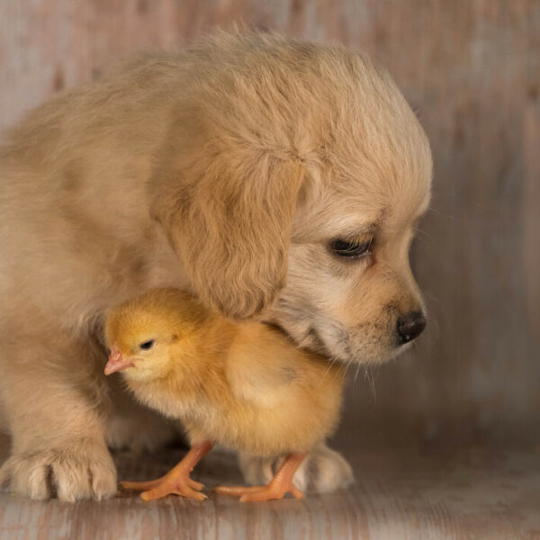 perro y pollito