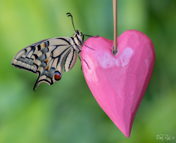 mariposa en corazón