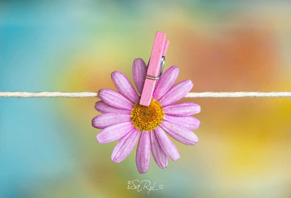 Flor con Pinza Web de Fotografía