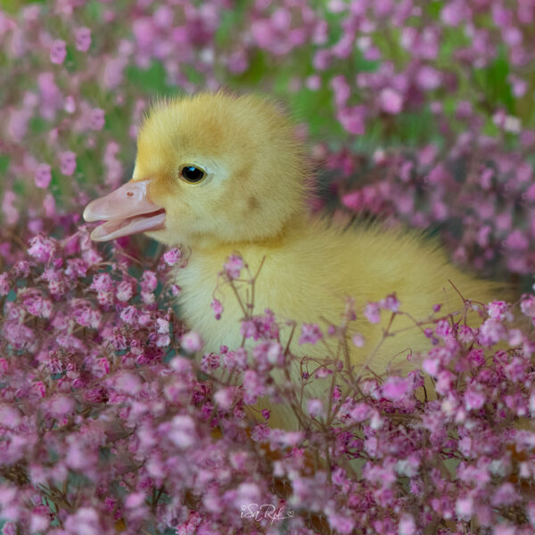 pato entre flores