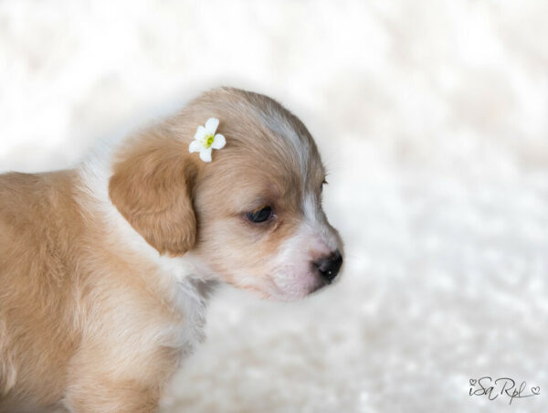 perro cachorro con flor