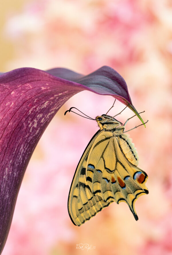 Mariposa en Flor