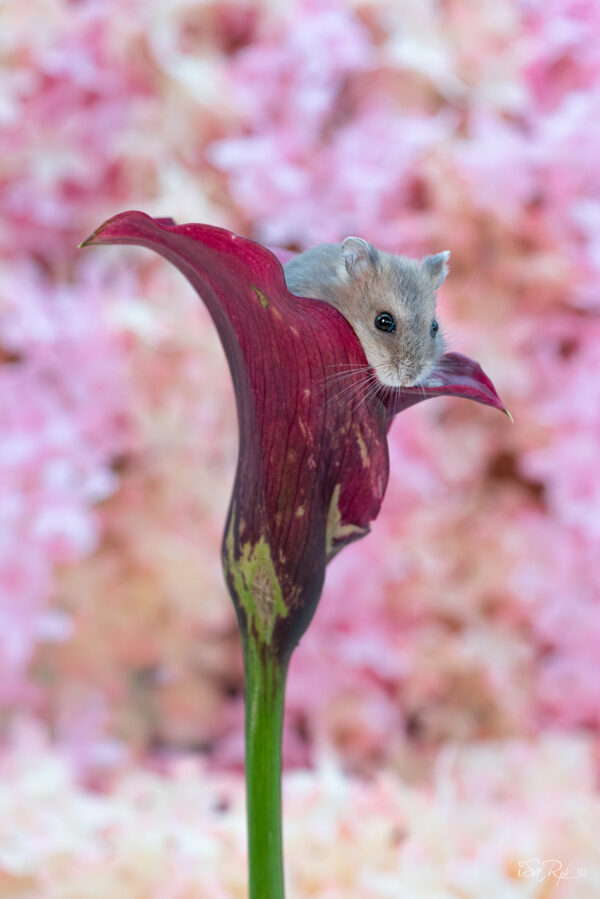 Ratón en Flor