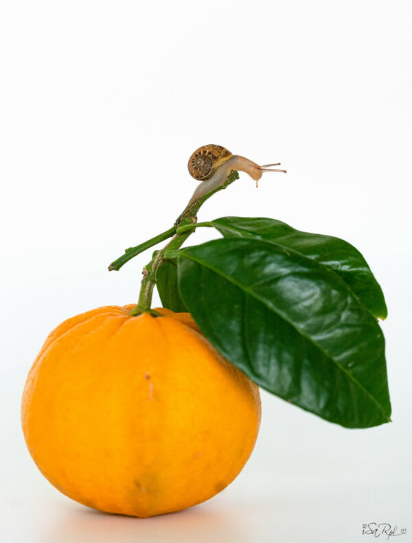 Caracol sobre Naranja